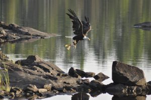 Snatching a little lunch on the run. 